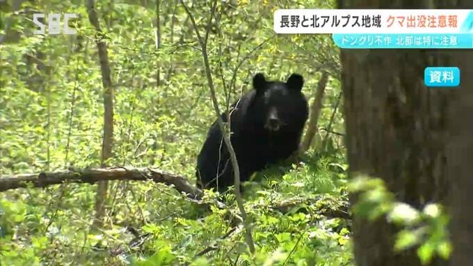 長野地域と北アルプス地域に「クマ出没注意報」　長野県北部ではドングリが「不作」　人里にクマが出没するリスクが高まる懸念も　|　SBC NEWS | 長野のニュース | SBC信越放送