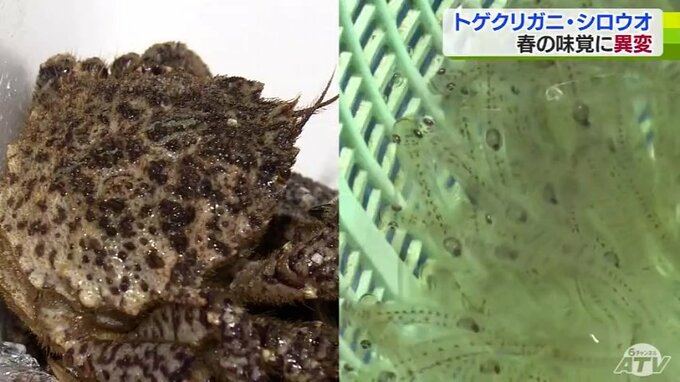 春の風物詩「シロウオ」と別名“花見ガニ”「トゲクリガニ」　花見に合わせて旬迎える味覚に異変　取れない！取る人もいない！|TBS NEWS DIG