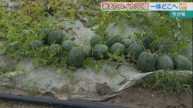 消えたスイカ30個一体どこへ？　盗まれたのは種まで食べられる珍しい品種「ぷちっと」　|　沖縄のニュース｜RBC 琉球放送
