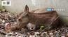 毛づくろいされてうとうと…シカの赤ちゃん誕生　今年から公園内で出産「少し離れた場所から温かく見守ってほしい」　奈良公園　|　MBSニュース | 関西の最新ニュースを分かりやすく。