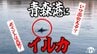 青森港に「イルカ」出現！　エサとなるイワシを追いかけて回遊か　出会いやすい日は晴れている！？　県内には砂浜からも見られることもある場所が　野生のイルカの出現スポットは？　|　青森のニュース│ATV NEWS│青森テレビ