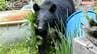 コンテナに頭を突っ込みエサをあさる…民家の庭にクマが居すわる　猟友会が麻酔銃で捕獲後に駆除　家の外にエサとなるものを置かないように注意呼びかけ　長野・安曇野市　|　SBC NEWS | 長野のニュース | SBC信越放送
