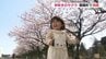 早咲きの「春めき桜」満開 　熊本・菊陽町「富士フイルム」敷地内を一般開放中　|　熊本のニュース｜RKK NEWS｜RKK熊本放送