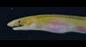 バケツですくい上げたら“世界初の個体”だった！夜の漁港で採集された珍魚「サンゴミミズアナゴ」高知大の学生ら発見＆論文発表　|　高知のニュース・天気｜KUTV NEWS | KUTVテレビ高知