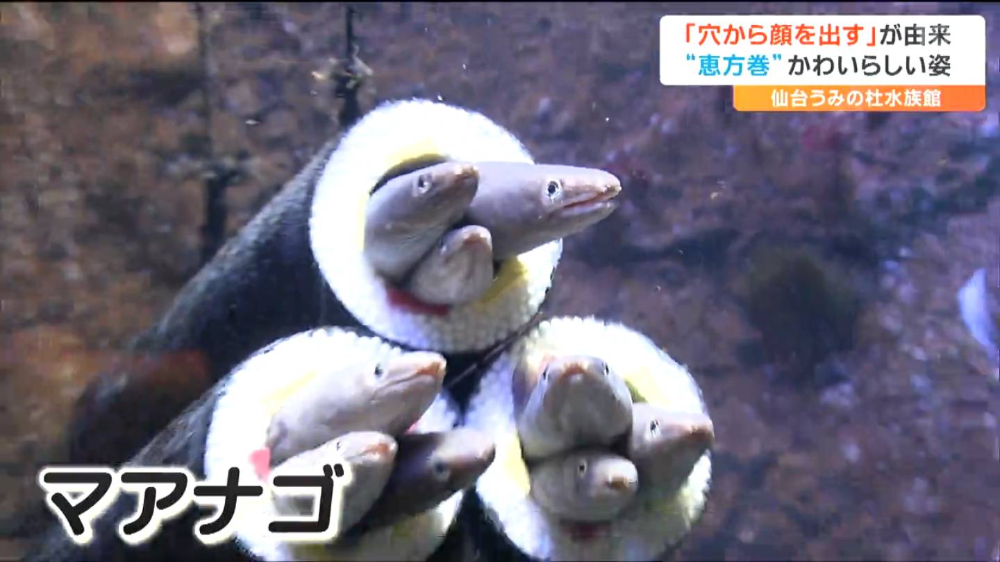 リアル『アナゴ』の恵方巻が登場  発泡スチロールの筒の争奪戦「椅子取りゲームみたい」仙台うみのもり水族館（tbc東北放送）｜ｄメニューニュース（NTTドコモ）