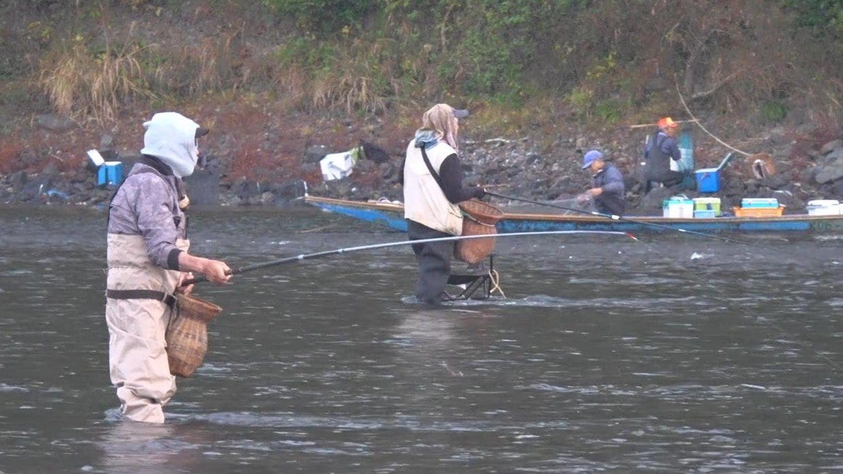 四万十川で“落ちアユ漁”解禁 早朝から大勢の釣り人「きょうのために