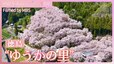 桜花爛漫“ゆうかの里”【JNN sakuraドローンDIG 2024】|TBS NEWS DIG