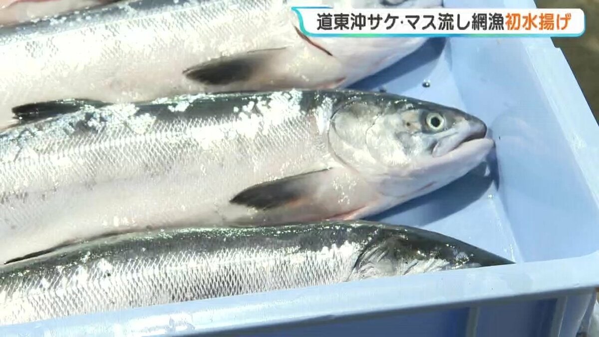 去年よりいいと思うよ」今月解禁された北海道東部沖のサケ・マス流し網