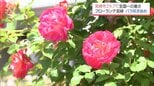 宮崎市で29.7℃と全国一の暑さに　フローランテ宮崎ではバラが咲き始める|TBS NEWS DIG