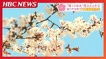 【撮っておきの桜】北海道に遅い春を告げる”桜の情景”をHBCカメラマンがスケッチ 第2回「新ひだか町・二十間道路」|TBS NEWS DIG