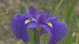 日本庭園・南楽園のハナショウブが見ごろ 来月11日まで「花菖蒲まつり」開催 | 愛媛のニュース - Nスタえひめ|あいテレビは6チャンネル