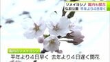 「弘前公園」のソメイヨシノが待望の開花！　「弘前さくらまつり」の会場は徐々に“春色”に　19日には『西堀の桜のトンネル』が開花の予想　青森県|TBS NEWS DIG