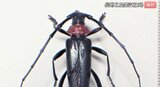 サクラの名所で「緊急パトロール」モモやサクラなどの木を内部から食い荒らす特定外来生物「クビアカツヤカミキリ」被害に備え…長野・伊那市の高遠城址公園「まずは早期発見、早期駆除で対応…」 | SBC NEWS | 長野のニュース | SBC信越放送