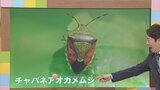 今年はカメムシの大量発生に注意! 23日は雲が主役の一日に 気象予報士が解説 | 山梨のニュース | UTYテレビ山梨