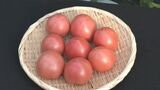 皮が薄く果肉しっかり　ハウス栽培のトマト出荷が本格化　猛暑の影響で半月ほど遅れ　愛知・碧南市　|　名古屋・愛知・岐阜・三重のニュース【CBC news】 | CBC web