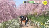 あと１週間ほど楽しめる… 観光農園 サクラ見ごろ 「世羅高原農場」広島　|　RCC NEWS | 広島ニュース | RCC中国放送