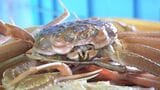 日本海の冬の味覚「ズワイガニ漁」解禁 能登半島地震で被災の輪島港でも水揚げ|TBS NEWS DIG