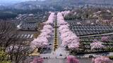 空からドローン 富士山麓に咲き誇る冨士霊園の桜並木参道(静岡県) | 静岡のニュース | SBSNEWS | 静岡放送