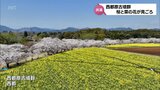 春の花の共演 約2000本のソメイヨシノと30万本の菜の花が見ごろ 西都原古墳群|TBS NEWS DIG