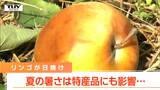 園地の地面に捨てられた腐ったリンゴ 夏の暑さの影響は特産品にも | 山形のニュース│TUYテレビユー山形