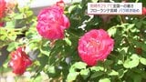宮崎市で29.7℃と全国一の暑さに　フローランテ宮崎ではバラが咲き始める|TBS NEWS DIG