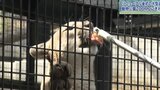 大迫力のピューマにえさやりも 盛岡市動物公園ZOOMO GWのにぎわい|TBS NEWS DIG