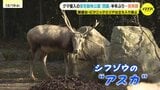 「レッサーパンダなどようやく見られる」安佐動物公園の西園が半年ぶりに再開　野生のクマ出没で全面閉鎖|TBS NEWS DIG