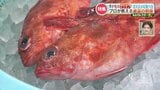 今が旬のガラカブに100均釣具で挑む!新鮮だからできる珍しい食べ方「ガラカブの刺身」の味は? | 熊本のニュース|RKK NEWS|RKK熊本放送