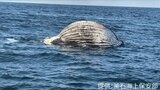 「破裂の恐れあり注意」釜石沖でクジラの死骸が漂流しているのを発見 釜石海保が注意喚起 岩手|TBS NEWS DIG