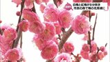 春の訪れ　梅の花が見ごろを迎える　宮崎市・市民の森の梅園|TBS NEWS DIG