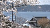【映像企画・撮りどき】三陸の海とサクラ ツバキも競演~大船渡・碁石海岸/岩手|TBS NEWS DIG