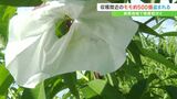 収穫間近のモモ約500個、15万円相当 畑からが盗まれる 被害相次ぐ山梨・峡東地域 | 山梨のニュース | UTYテレビ山梨