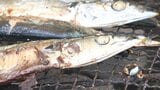 「めちゃくちゃ得した気分」炭火で焼いた根室直送のサンマを無料で堪能 札幌・羊ヶ丘展望台で秋の味覚イベント 9月23日まで | 北海道のニュース|HBC北海道放送