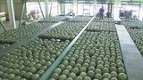 「大栄西瓜」初出荷 3年ぶり大阪でのPRも再開|TBS NEWS DIG