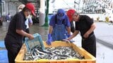 2024年のサンマ水揚げ、2021年以降で最多も低水準続く 岩手 | IBC NEWS | IBC岩手放送