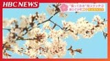 【撮っておきの桜】北海道に遅い春を告げる”桜の情景”をHBCカメラマンがスケッチ 第2回「新ひだか町・二十間道路」|TBS NEWS DIG