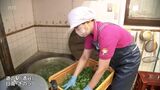 年間20万個以上販売 道の駅酒谷で名物「草だんご」に使うヨモギの仕込みがピーク | MRTニュース | MRT宮崎放送