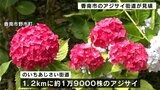 「『まぁ、きれいなねぇ』と言うてくれるのが一番の励み」アジサイ街道見頃迎える(高知) | 高知のニュース・天気|KUTV NEWS | KUTVテレビ高知
