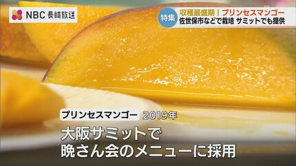 【智美さま専用】摘果マンゴー G20大阪サミットでも採用された「お姫様」のように育てるブランド