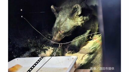 画像】酒田市の寺の床下のクマ ようやく捕獲、けさ搬出される（山形