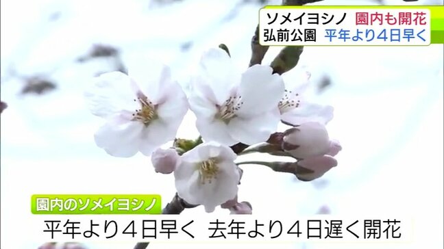 「弘前公園」のソメイヨシノが待望の開花！　「弘前さくらまつり」の会場は徐々に“春色”に　19日には『西堀の桜のトンネル』が開花の予想　青森県|TBS NEWS DIG