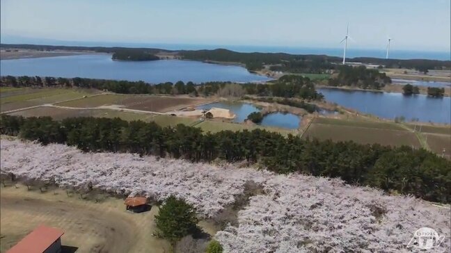 【『青森のサクラ』名所を巡る】「千本桜の並木道」津軽有数の花見スポット平滝沼公園 上空から見ると「サクラ×日本海」のコントラスト|TBS NEWS DIG