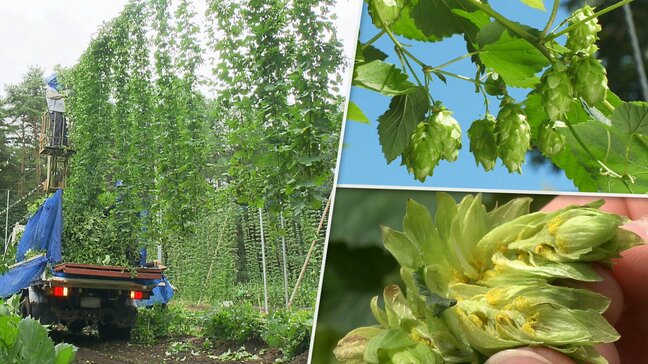 ホップの生産量日本一の岩手 軽米町で収穫の最盛期迎える 今年の出来は?|TBS NEWS DIG