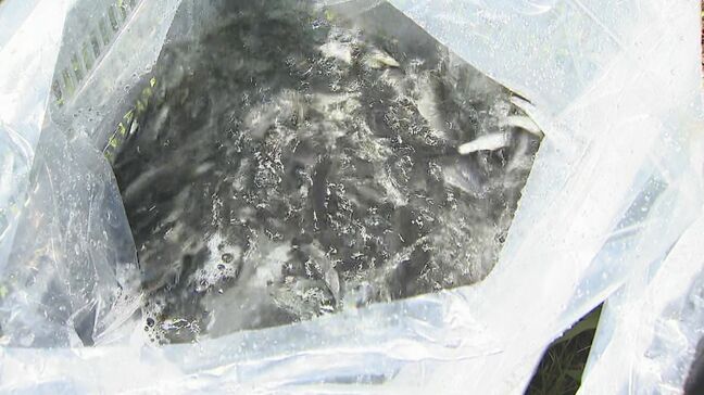 カワウ被害に悩む千曲川…地元の漁協と大学・企業が協力して実証実験を開始　“特製”プラスチック製バンドの効果は？長野|TBS NEWS DIG