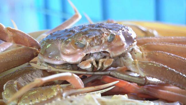 日本海の冬の味覚「ズワイガニ漁」解禁 能登半島地震で被災の輪島港でも水揚げ|TBS NEWS DIG