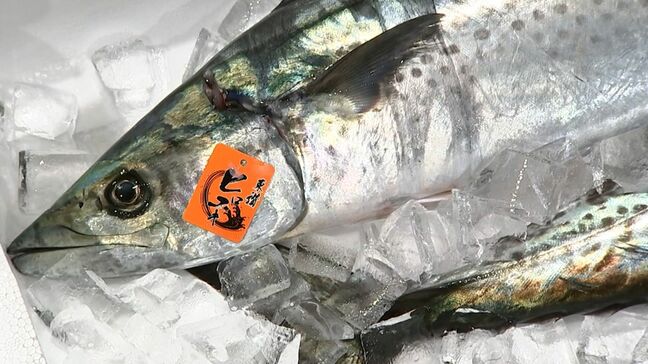 サワラの初セリ 今年は大きいものが多く最高値は1キロ2万円【香川】 |TBS NEWS DIG