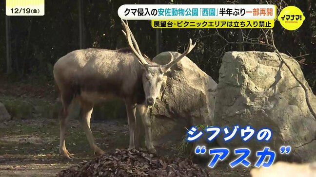「レッサーパンダなどようやく見られる」安佐動物公園の西園が半年ぶりに再開　野生のクマ出没で全面閉鎖|TBS NEWS DIG