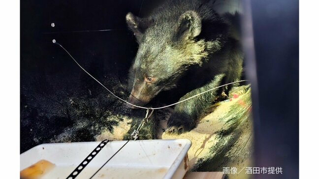 【画像】酒田市の寺の床下のクマ　ようやく捕獲、けさ搬出される（山形）|TBS NEWS DIG