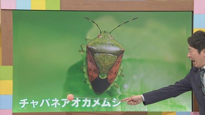 今年はカメムシの大量発生に注意！　23日は雲が主役の一日に　気象予報士が解説　|　山梨のニュース | ＵＴＹテレビ山梨