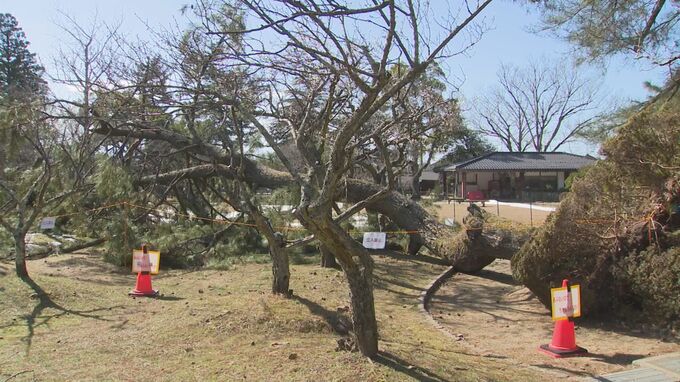 大雪の重みで…公園の大木が根元から倒れる　遊歩道ふさぎ周辺立ち入り禁止に　鳥取県鳥取市|TBS NEWS DIG